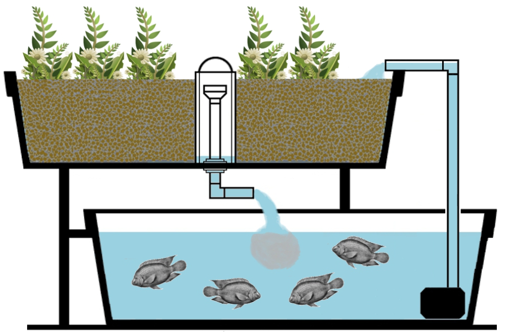 Introduction to Aquaponics